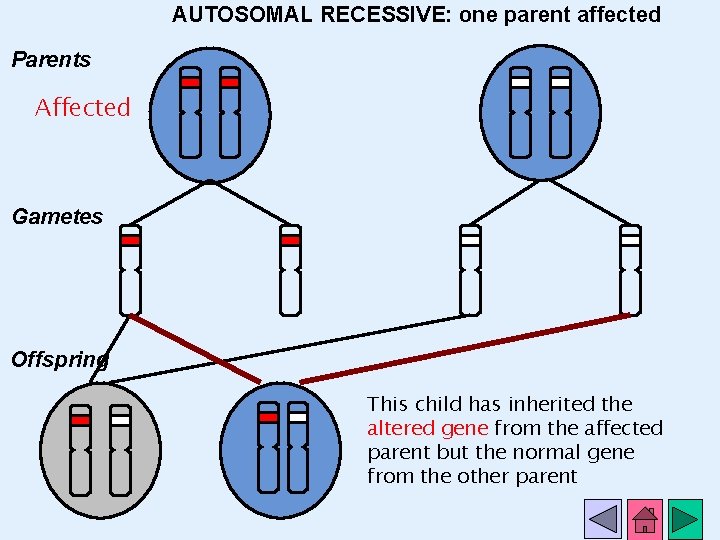 AUTOSOMAL RECESSIVE: one parent affected Parents Affected Gametes Offspring This child has inherited the