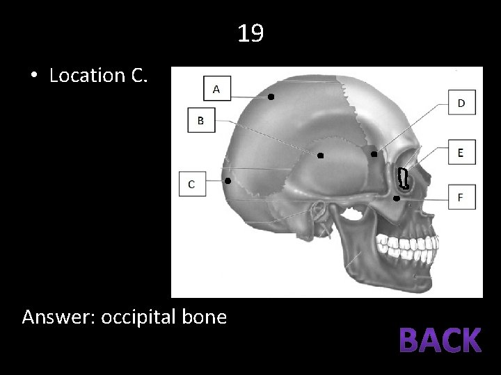 19 • Location C. Answer: occipital bone 