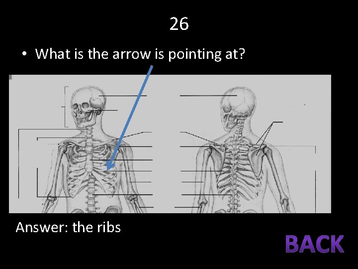 26 • What is the arrow is pointing at? Answer: the ribs 
