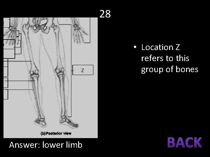 28 • Location Z refers to this group of bones Answer: lower limb 