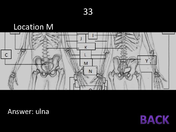 33 Location M Answer: ulna 