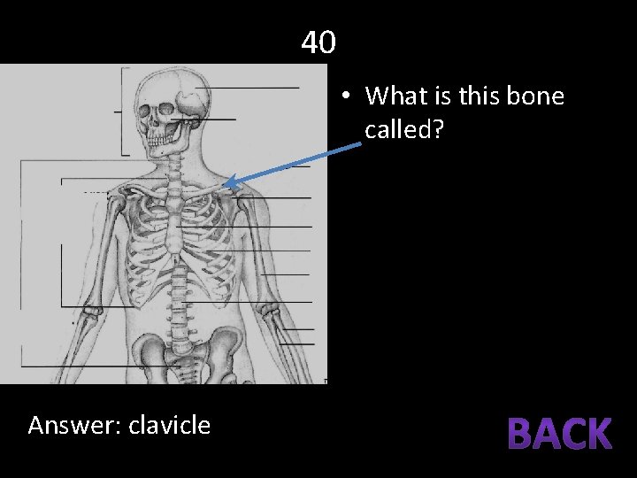 40 • What is this bone called? Answer: clavicle 