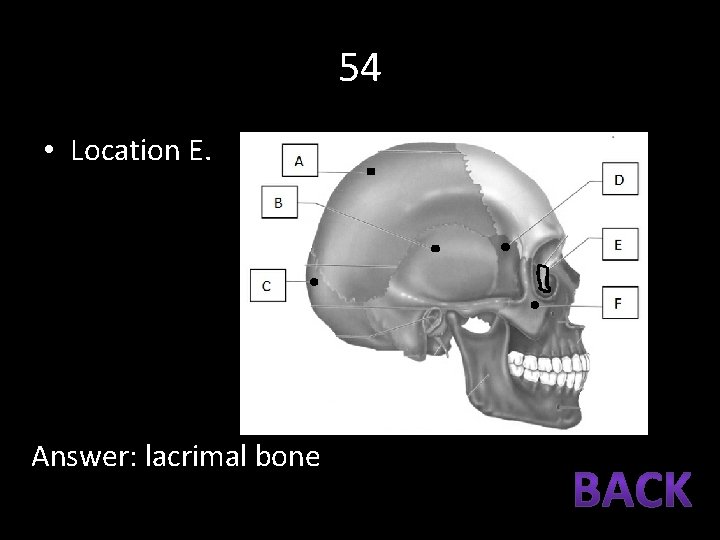 54 • Location E. Answer: lacrimal bone 