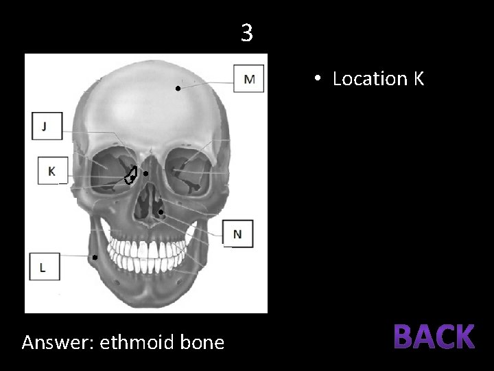 3 • Location K Answer: ethmoid bone 