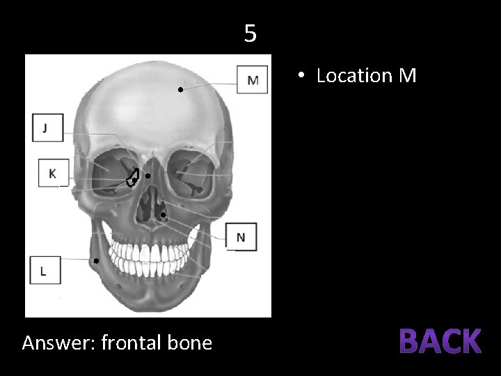 5 • Location M Answer: frontal bone 