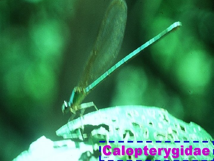 Calopterygidae 