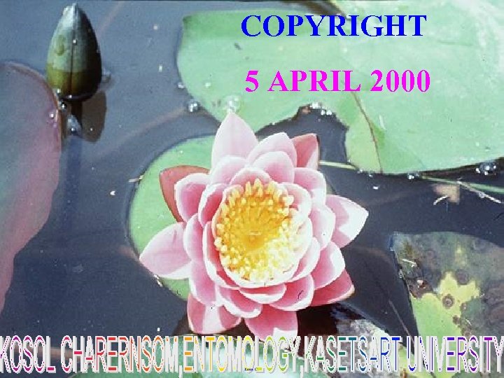 COPYRIGHT 5 APRIL 2000 