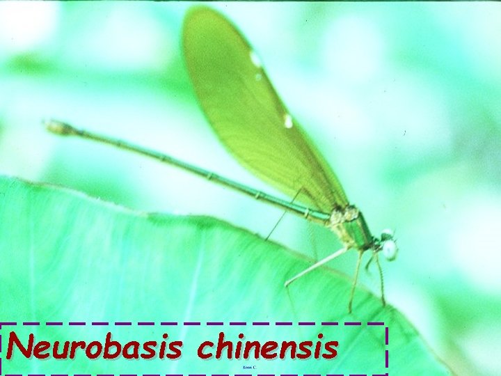 Neurobasis chinensis 