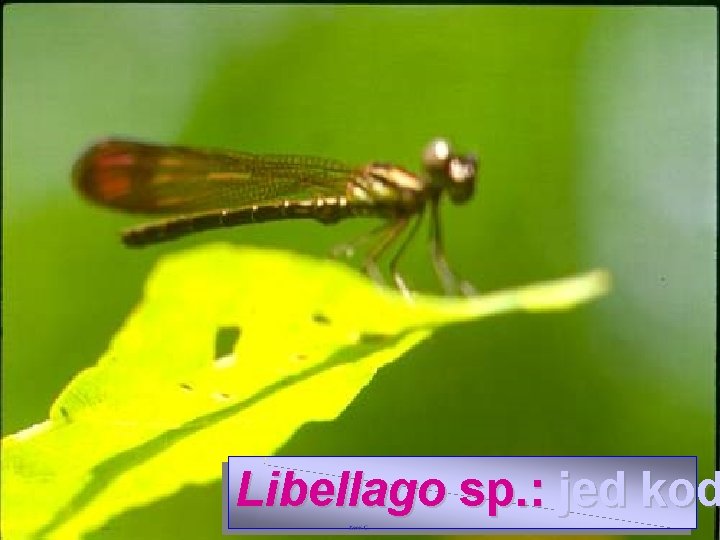 Libellago sp. : jed kod 