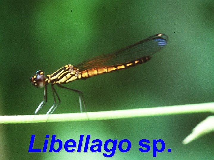 Libellago sp. 