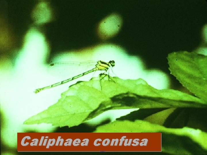 Caliphaea confusa 