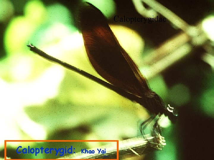 Calopterygidae Calopterygid: Khao Yai 