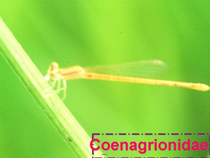 Coenagrionidae 