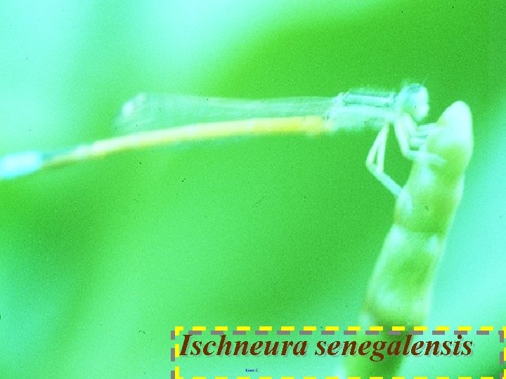 Ischneura senegalensis 