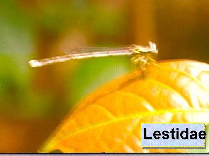 Lestidae 