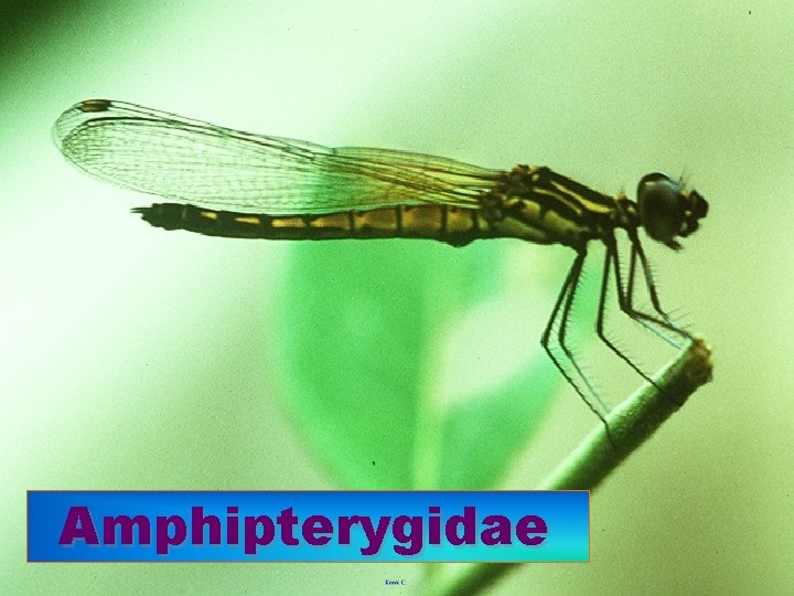 Amphipterygidae 