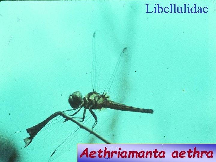 Libellulidae Aethriamanta aethra 