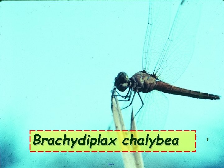 Brachydiplax chalybea 