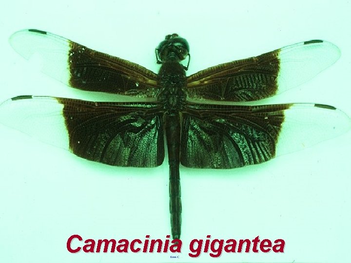 Camacinia gigantea 