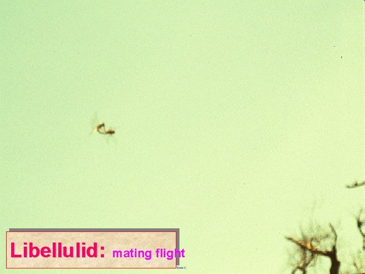 Libellulid: mating flight 