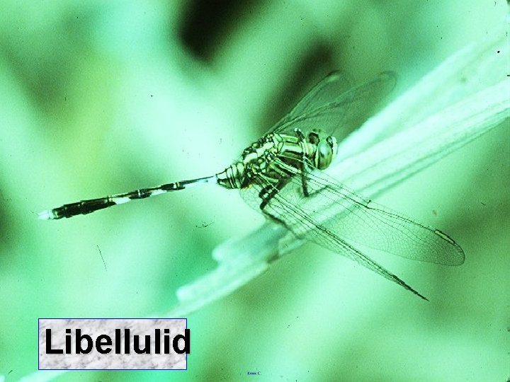 Libellulid 