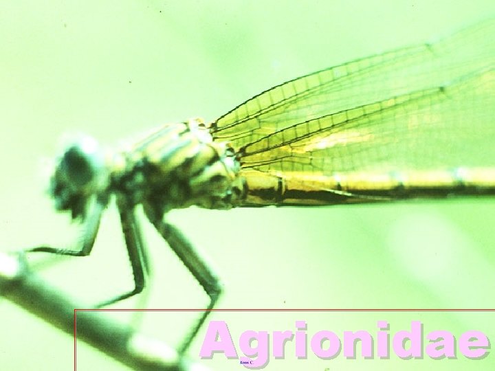 Agrionidae 