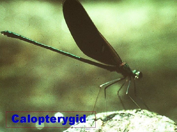 Calopterygid 