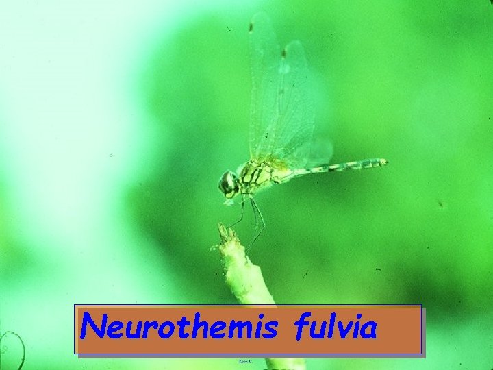 Neurothemis fulvia 