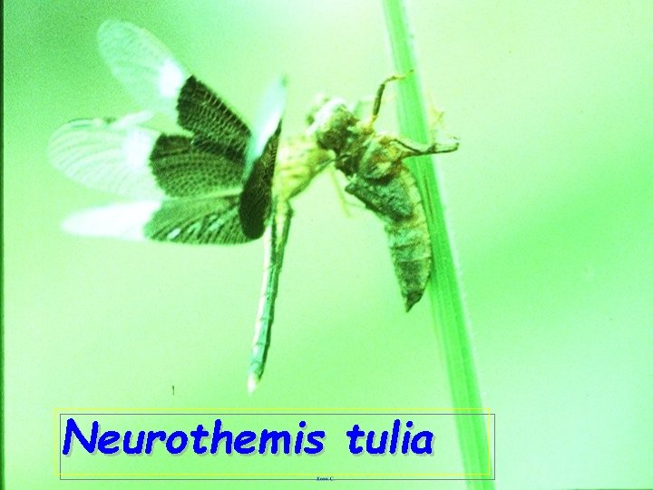 Neurothemis tulia 