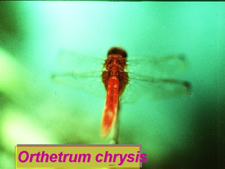 Orthetrum chrysis 