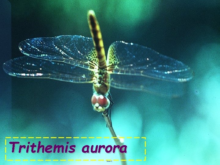 Trithemis aurora 