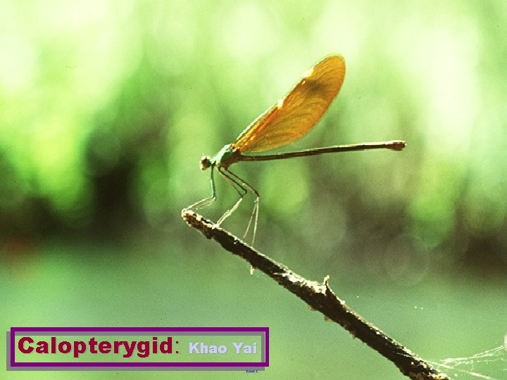 Calopterygid: Khao Yai 