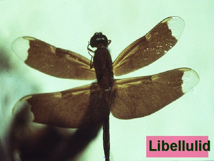 Libellulid 