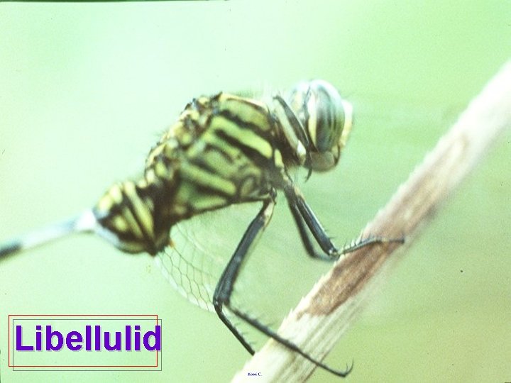 Libellulid 