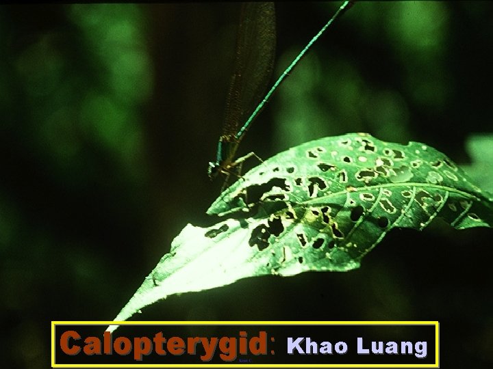 Calopterygid: Khao Luang 
