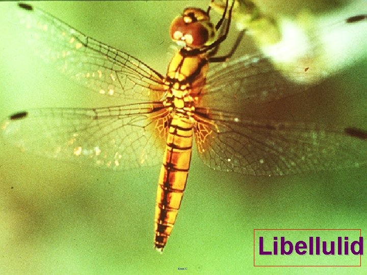 Libellulid 