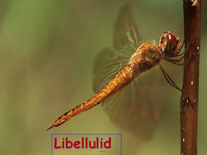 Libellulid 