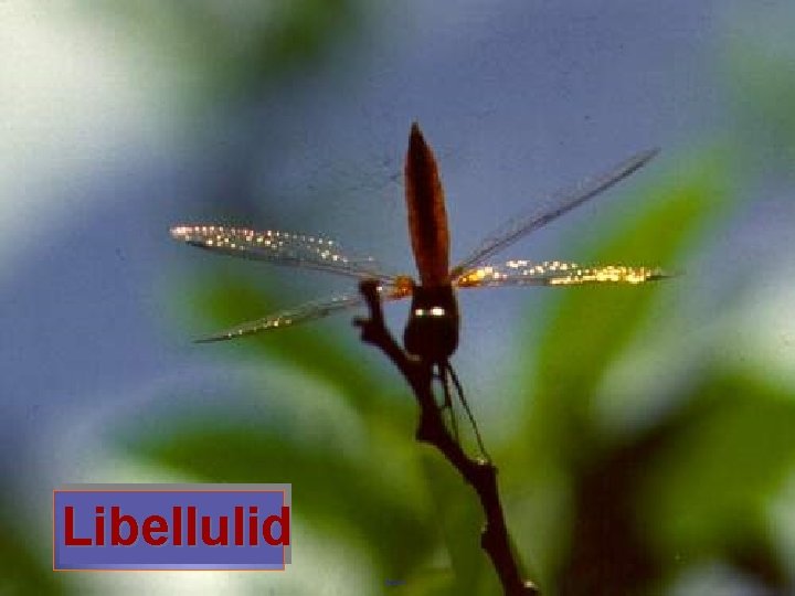 Libellulid 