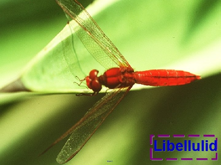 Libellulid 