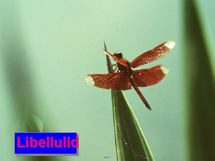 Libellulid 