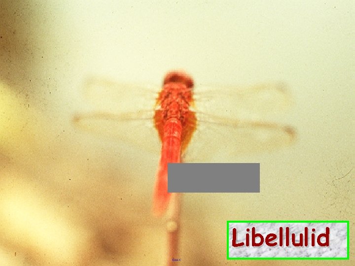 Libellulid 