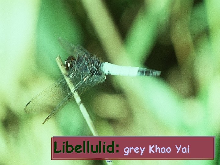 Libellulid: grey Khao Yai 