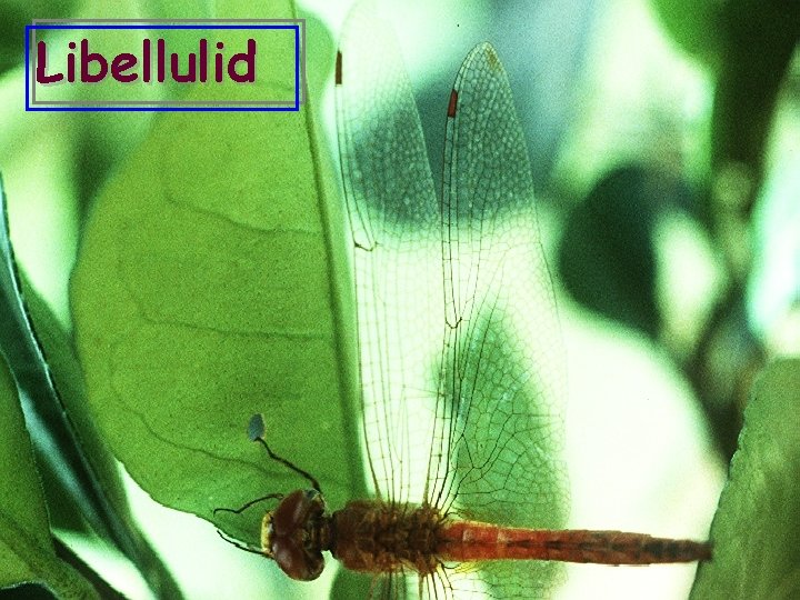 Libellulid 