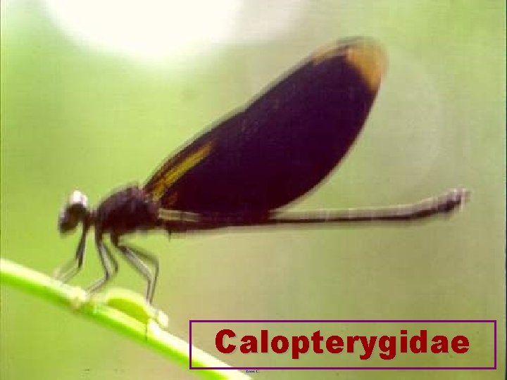 Calopterygidae 
