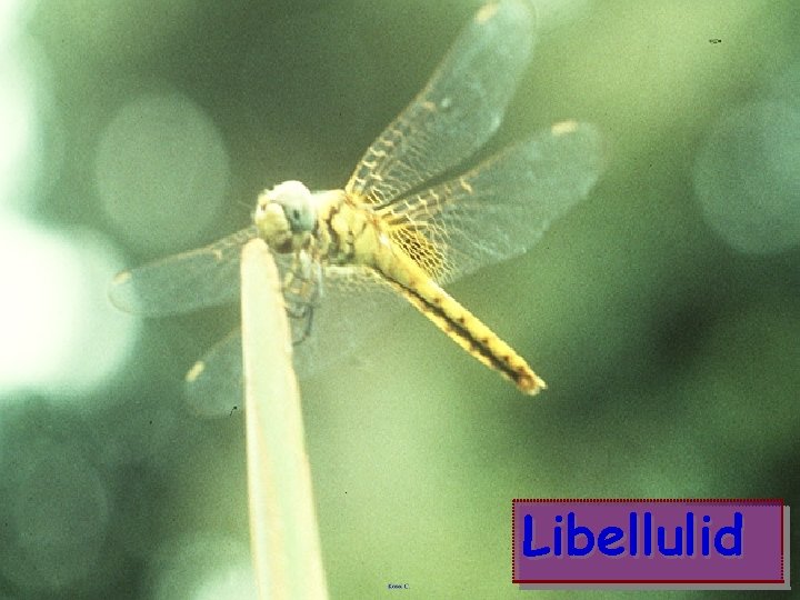 Libellulid 