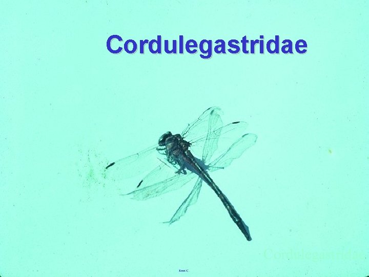 Cordulegastridae 