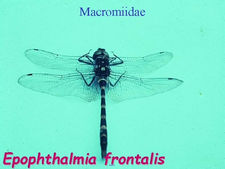 Macromiidae Epophthalmia frontalis 