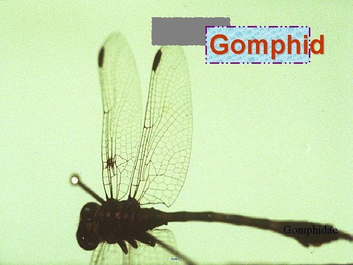 Gomphidae 