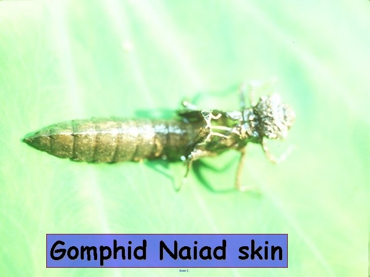 Gomphid Naiad skin 