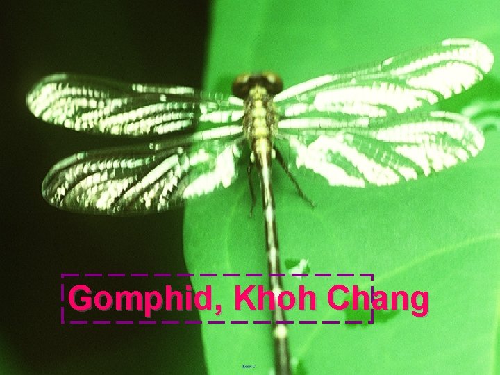 Gomphid, Khoh Chang 